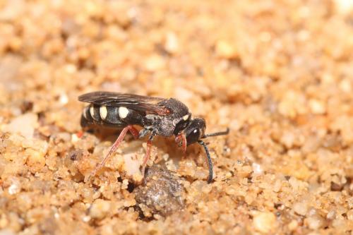 Brachystegus scalaris